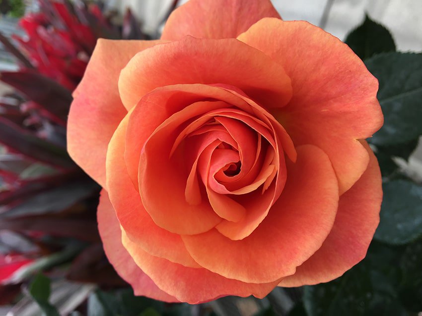 Spring Gardening in Minnesota