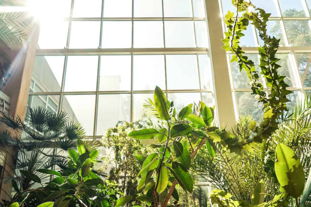 Green plants in botanical garden indoor. Sunshine in panoramic window. Fresh natural background.